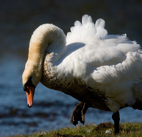 Mute Swan