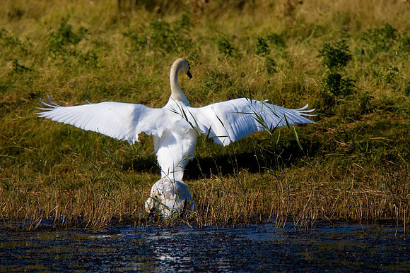 Mute Swan