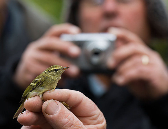 Yellow-browed Warbler