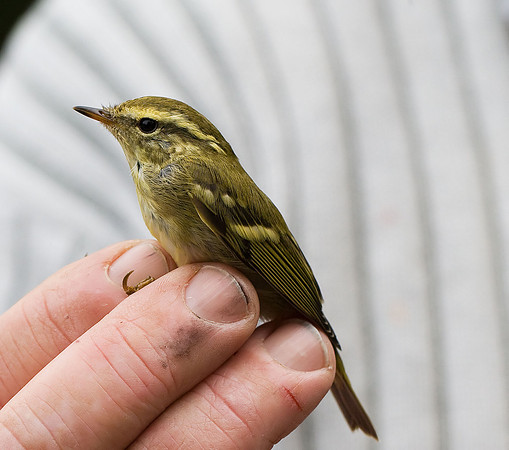 Yellow-browed Warbler