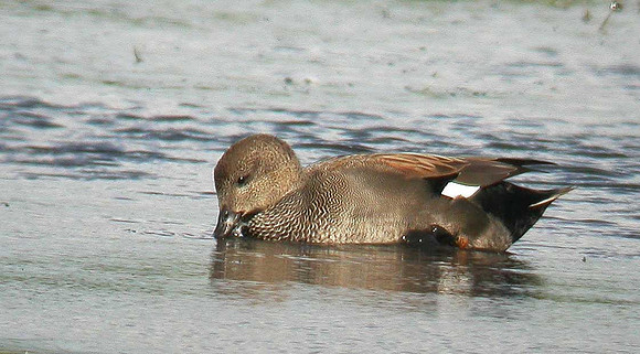 Gadwall