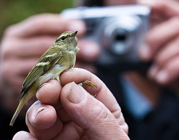 Yellow-browed Warbler