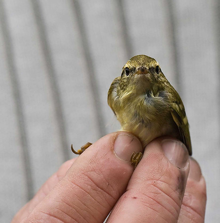 Yellow-browed Warbler