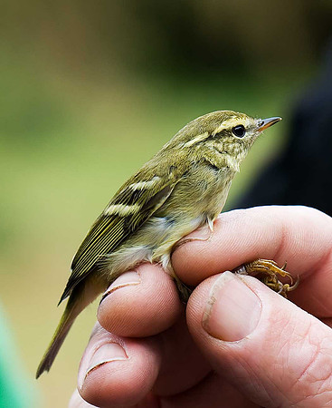 Yellow-browed Warbler