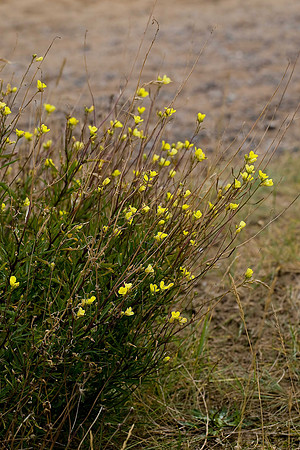 Perennial Wall-rocket diplotaxis tenuifolia