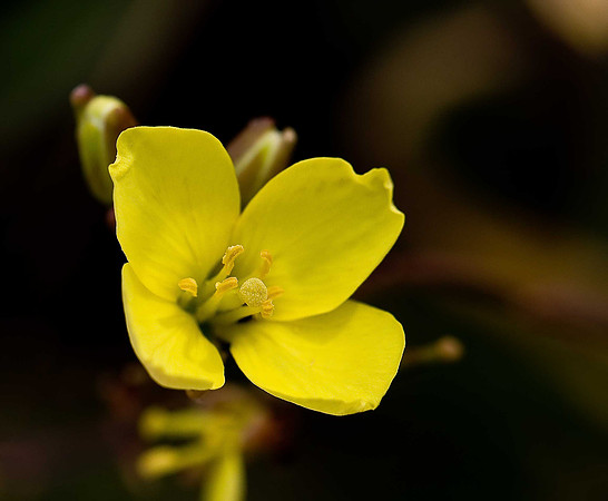 Perennial Wall-rocket diplotaxis tenuifolia
