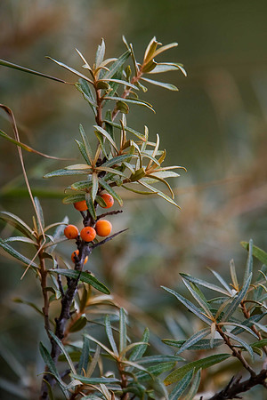 Sea-buckthorn hippophae rhamnoides