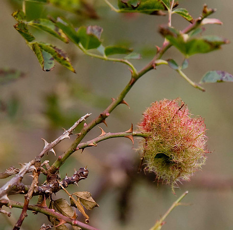 Rose bedeguar gall diplolepis rosae