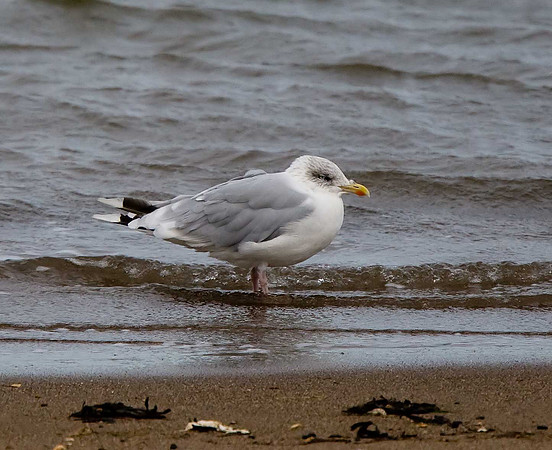 Herring Gull