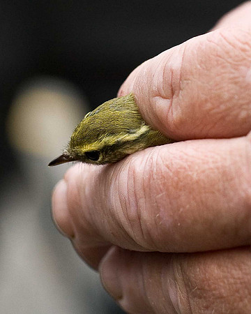 Yellow-browed Warbler