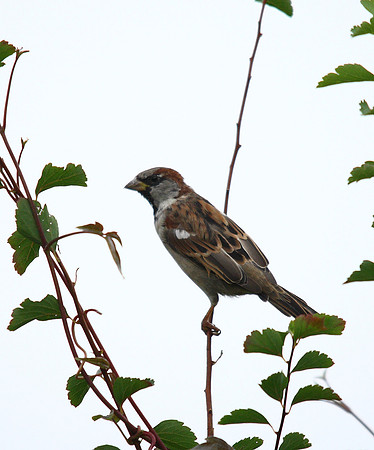 House Sparrow