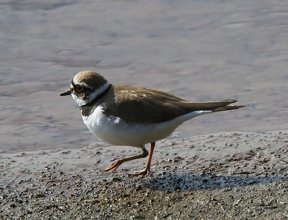 Little Ringed Plover