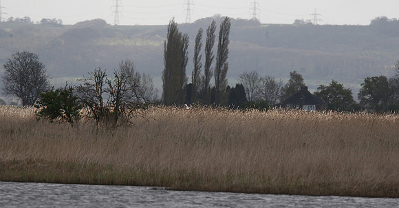Montagu's Harrier