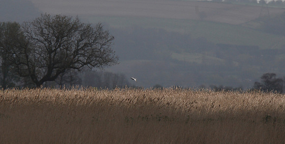 Montagu's Harrier