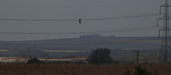 Montagu's Harrier