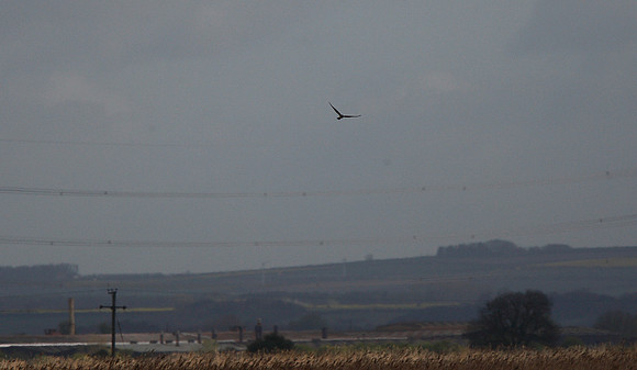 Montagu's Harrier