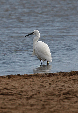 Little Egret