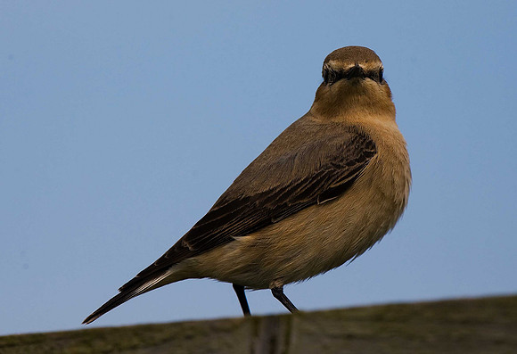 Wheatear