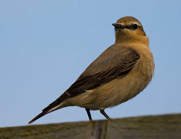 Wheatear