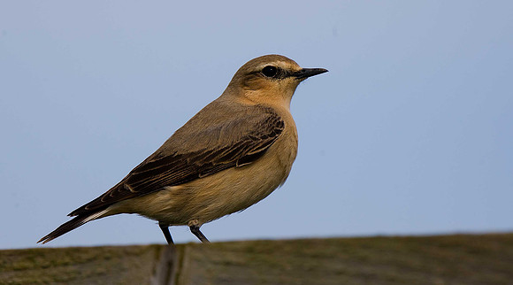 Wheatear