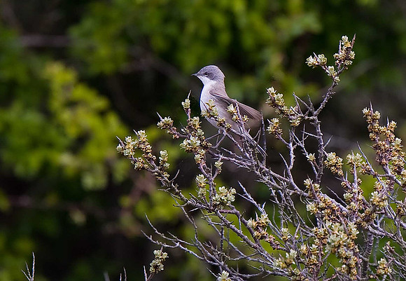 Lesser Whitethroat