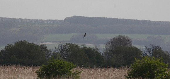 Montagu's Harrier