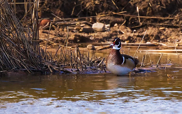 Wood Duck