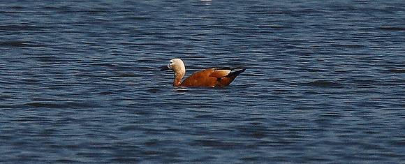 Ruddy Shelduck