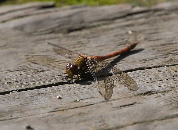 Ruddy Darter