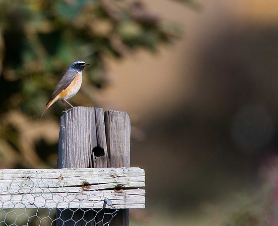 Redstart