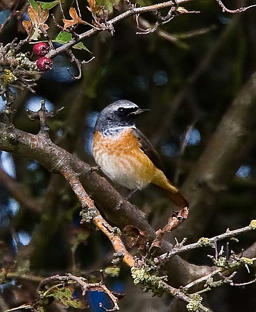 Redstart