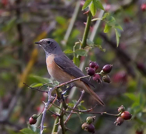 Redstart