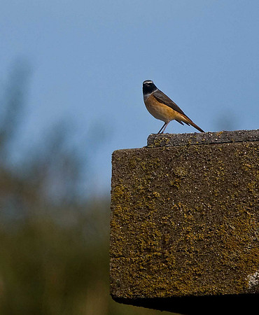Redstart