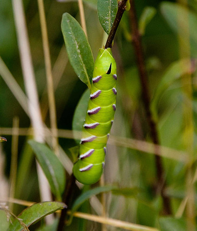 Privet Hawk Moth