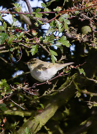 Greenish Warbler