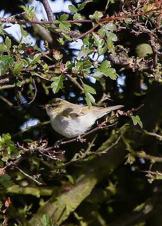 Greenish Warbler