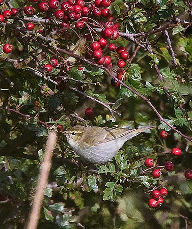 Greenish Warbler