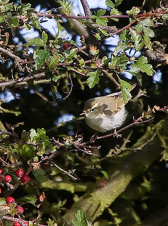 Greenish Warbler
