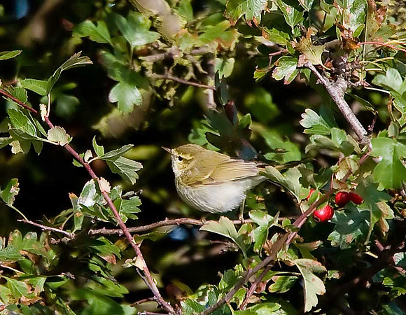 Greenish Warbler