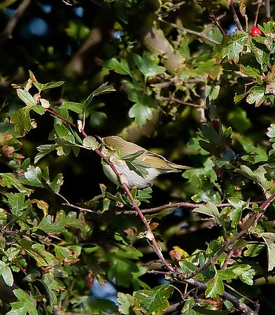 Greenish Warbler