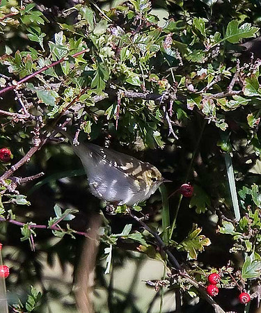 Greenish Warbler