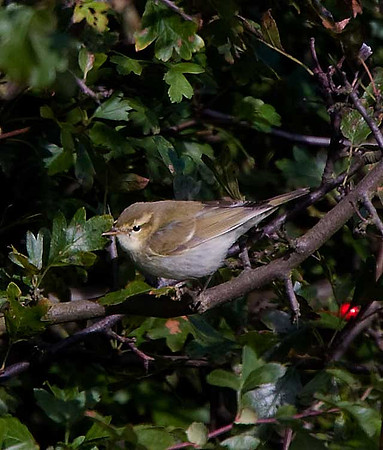 Greenish Warbler