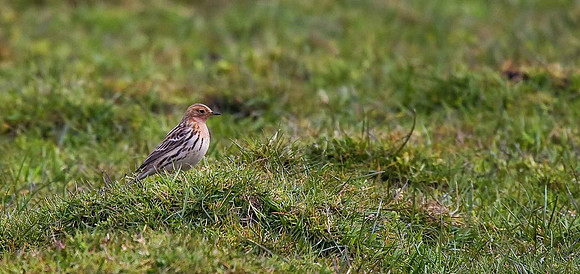 Red-throated Pipit