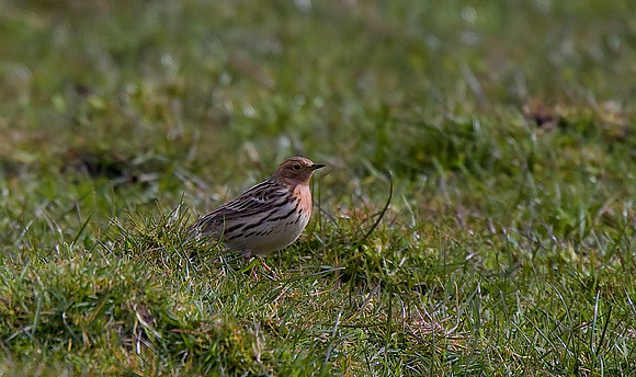 Red-throated Pipit