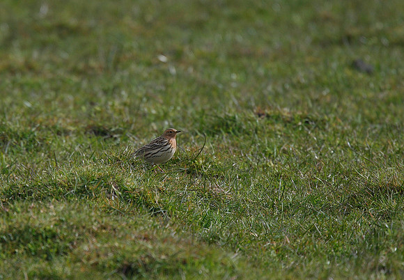 Red-throated Pipit