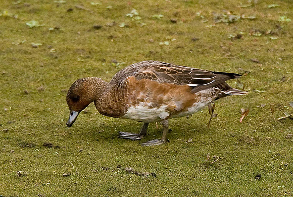 Wigeon