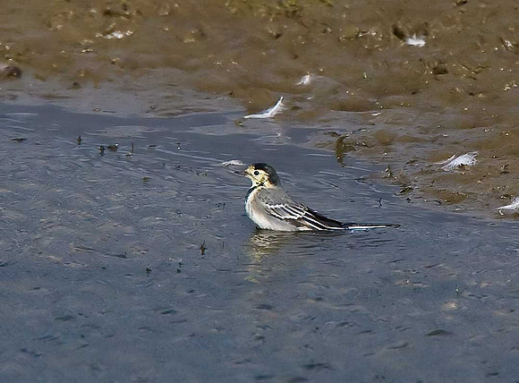 White Wagtail