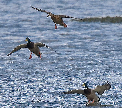 Mallards