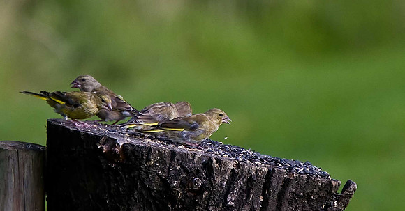Greenfinches
