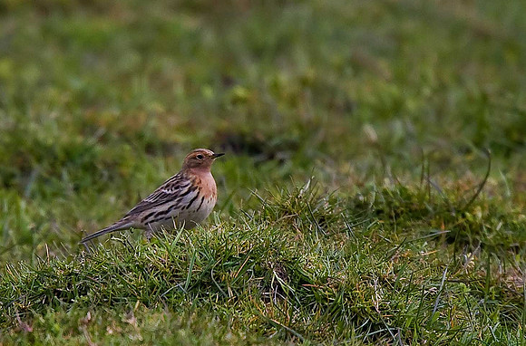 Red-throated Pipit